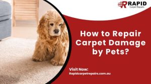 How to Repair Carpet Damage by Pets?
